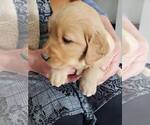 Small Photo #9 Golden Retriever Puppy For Sale in MERIDIAN, ID, USA