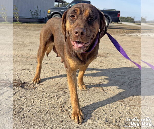 Medium Photo #1 Labrador Retriever-Unknown Mix Puppy For Sale in Washington, DC, USA