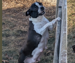 Mother of the Boston Terrier puppies born on 12/09/2024