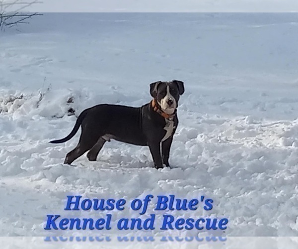 Medium Photo #1 American Pit Bull Terrier Puppy For Sale in DELAWARE, OH, USA