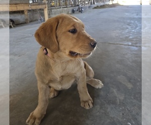 Golden Labrador Puppy for sale in CHELSEA, ME, USA