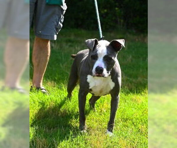 Medium Photo #18 American Pit Bull Terrier Puppy For Sale in Glen Allen, VA, USA
