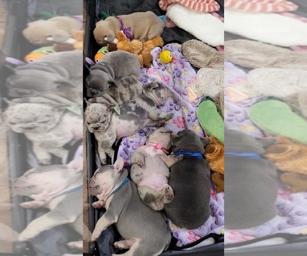 Medium Photo #1 French Bulldog Puppy For Sale in YANTIS, TX, USA