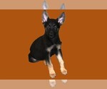 Small #3 German Shepherd Dog