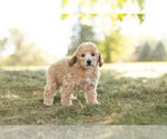 Small Photo #4 Goldendoodle (Miniature) Puppy For Sale in WARSAW, IN, USA