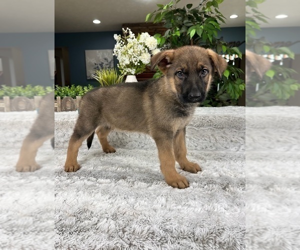 Medium Photo #2 German Shepherd Dog Puppy For Sale in GREENFIELD, IN, USA