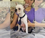 Small #7 Boston Terrier