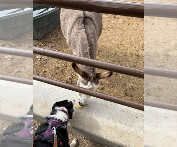 Medium Photo #2 Border Collie Puppy For Sale in Salt Lake City, UT, USA