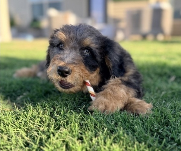 Medium Photo #3 Aussie-Poo-Bernedoodle Mix Puppy For Sale in LEXINGTON, SC, USA