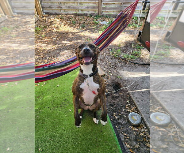 Medium Photo #6 American Staffordshire Terrier-Boxer Mix Puppy For Sale in Tampa, FL, USA