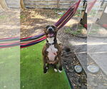 Small #5 American Staffordshire Terrier-Boxer Mix
