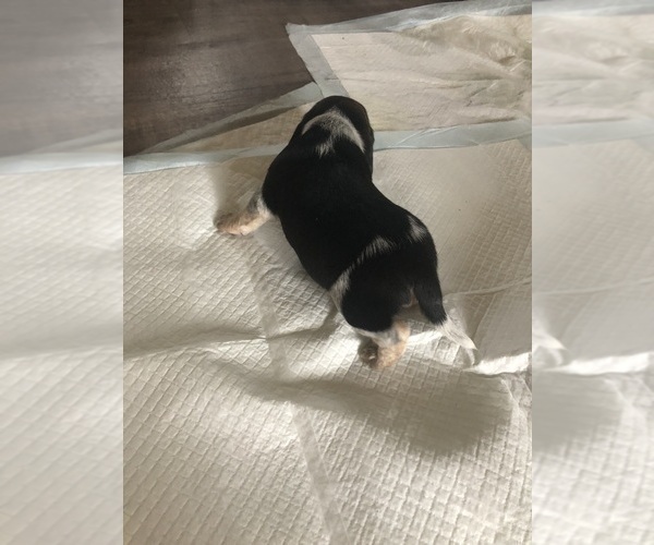 Medium Photo #3 Beagle Puppy For Sale in FORT DODGE, IA, USA