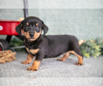 Puppy Barbie Dachshund