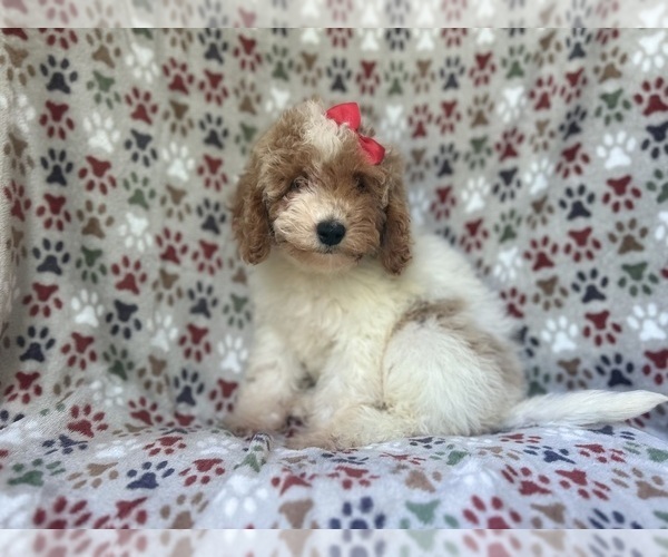 Medium Photo #6 Cock-A-Poo Puppy For Sale in LAKELAND, FL, USA