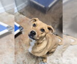 Small #18 Labrador Retriever Mix