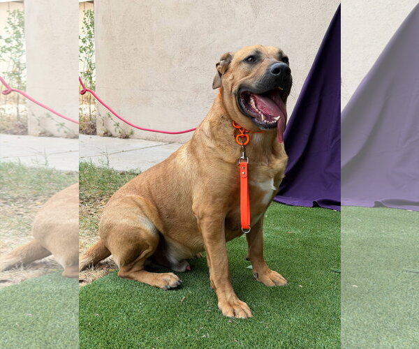 Medium Photo #2 Mastiff Puppy For Sale in Goodyear, AZ, USA