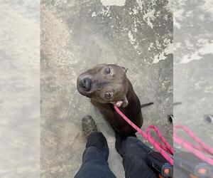 Medium American Staffordshire Terrier