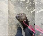 Small American Staffordshire Terrier
