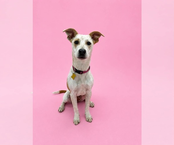 Medium Photo #2 Mutt Puppy For Sale in Sandy, UT, USA
