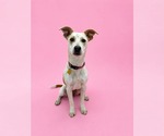 Small #1 Mutt