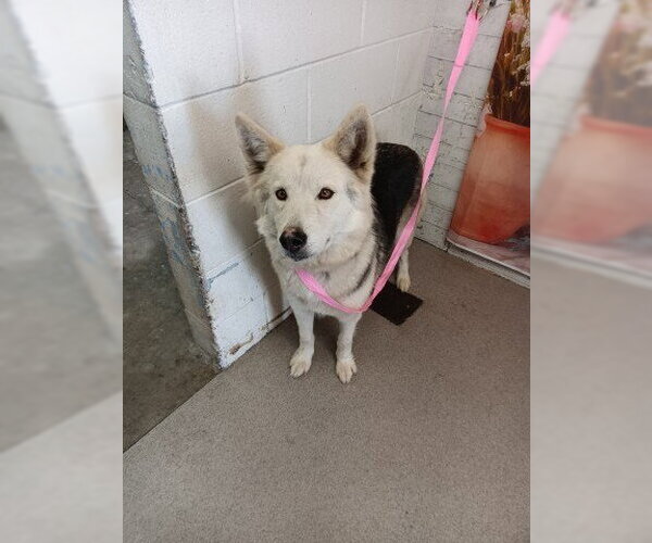Medium Photo #1 Siberian Husky Puppy For Sale in San Bernardino, CA, USA
