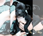 Small #3 Staffordshire Bull Terrier