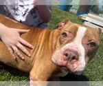 Small #4 American Pit Bull Terrier Mix