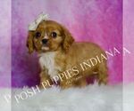 Small #4 Cavalier King Charles Spaniel