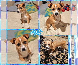Chiweenie Dogs for adoption in Blacksburg, SC, USA