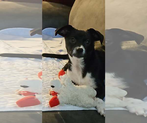 Medium Photo #4 Dachshund-Unknown Mix Puppy For Sale in Arlington, WA, USA