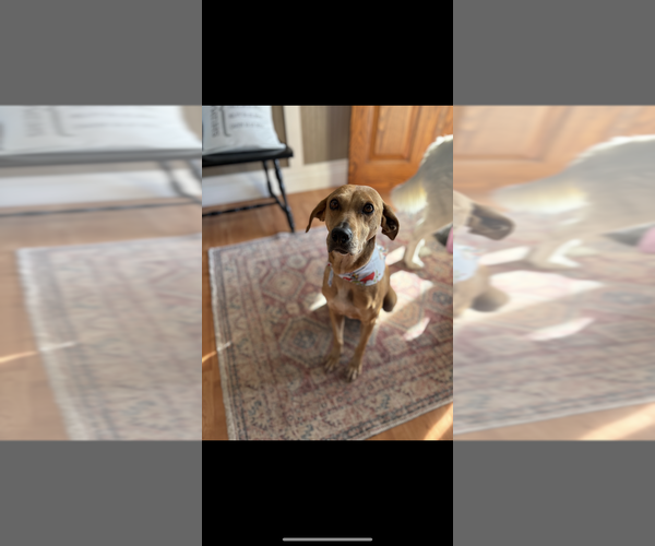 Medium Photo #1 Labrador Retriever-Mountain Cur Mix Puppy For Sale in Aurora, IN, USA