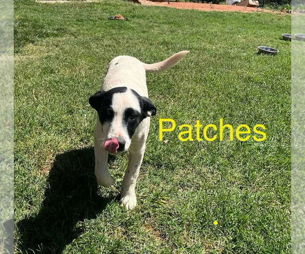Medium Photo #3 Mutt Puppy For Sale in NEWPORT NH, NH, USA