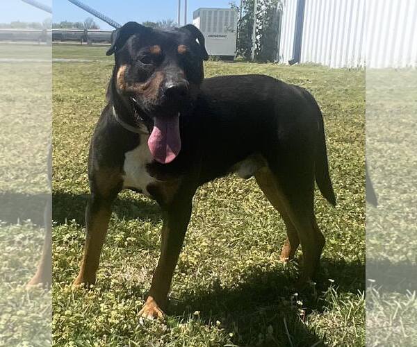 Medium Photo #1 Rottweiler-Unknown Mix Puppy For Sale in Pryor, OK, USA