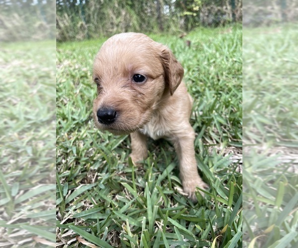 Medium Photo #2 Goldendoodle Puppy For Sale in DEBARY, FL, USA