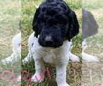 Small Photo #8 Goldendoodle-Poodle (Miniature) Mix Puppy For Sale in CLARE, IL, USA