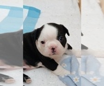 Small Photo #2 Boston Terrier Puppy For Sale in BEECH GROVE, IN, USA