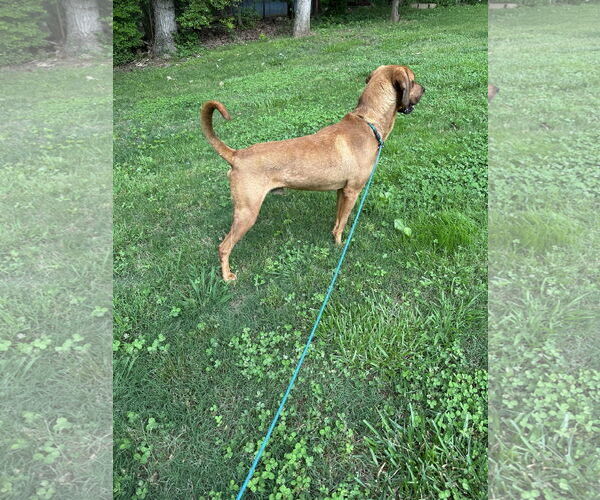 Medium Photo #3 Bloodhound-Coonhound Mix Puppy For Sale in Ball Ground, GA, USA