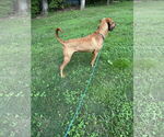 Small #2 Bloodhound-Coonhound Mix