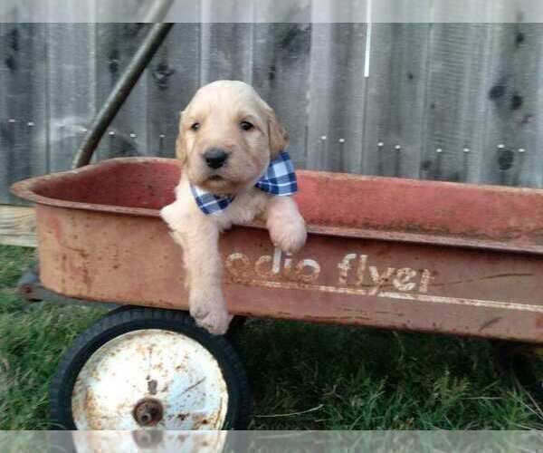 Medium Photo #2 Goldendoodle Puppy For Sale in CEDAR HILL, TX, USA