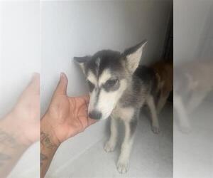 Siberian Husky Dogs for adoption in Houston, TX, USA