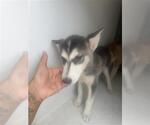 Small Siberian Husky