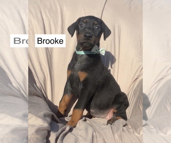 Medium Photo #3 Doberman Pinscher Puppy For Sale in POMEROY, OH, USA