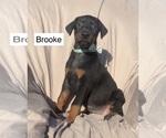 Small #2 Doberman Pinscher