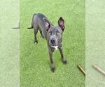 Small #1 American Pit Bull Terrier