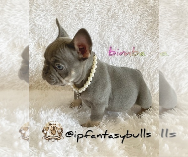 Medium Photo #2 French Bulldog Puppy For Sale in LEHIGH ACRES, FL, USA