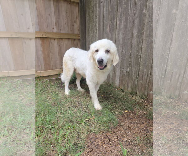 Medium Photo #19 Great Pyrenees-Unknown Mix Puppy For Sale in Houston, TX, USA