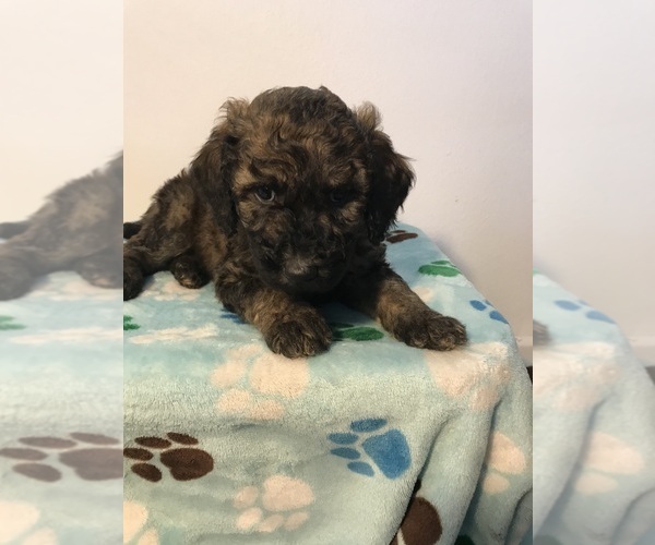 Medium Photo #8 Poodle (Standard) Puppy For Sale in ELMWOOD, WI, USA