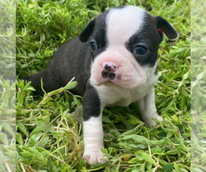 Boston Terrier Puppy for sale in CRKD RVR RNCH, OR, USA