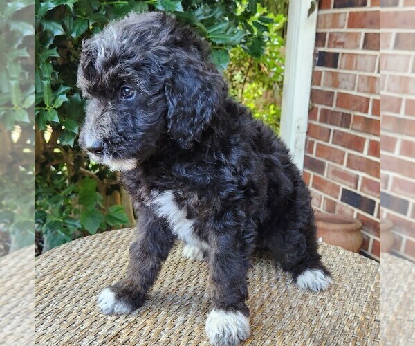 Medium Photo #9 F2 Aussiedoodle Puppy For Sale in COLUMBIA, TN, USA