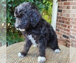 Small #8 F2 Aussiedoodle